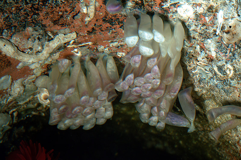 Stramonita haemastoma accoppiamento e deposizione